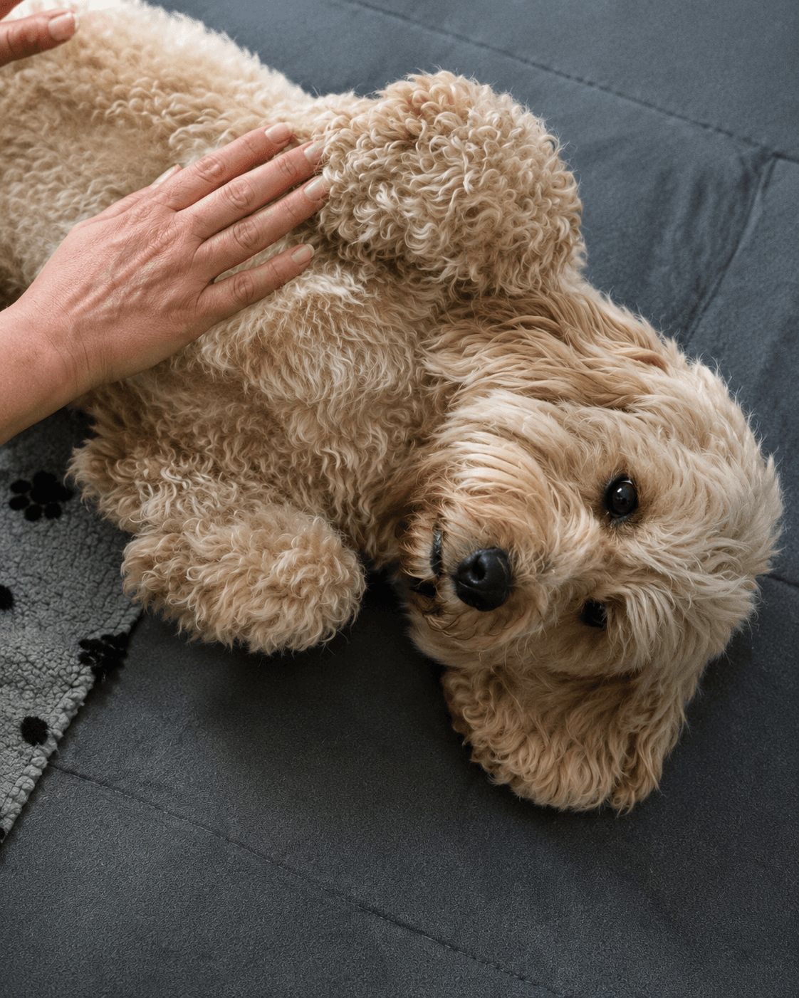 Hand streichelt einen entspannten Hund, der auf dem Rücken liegt